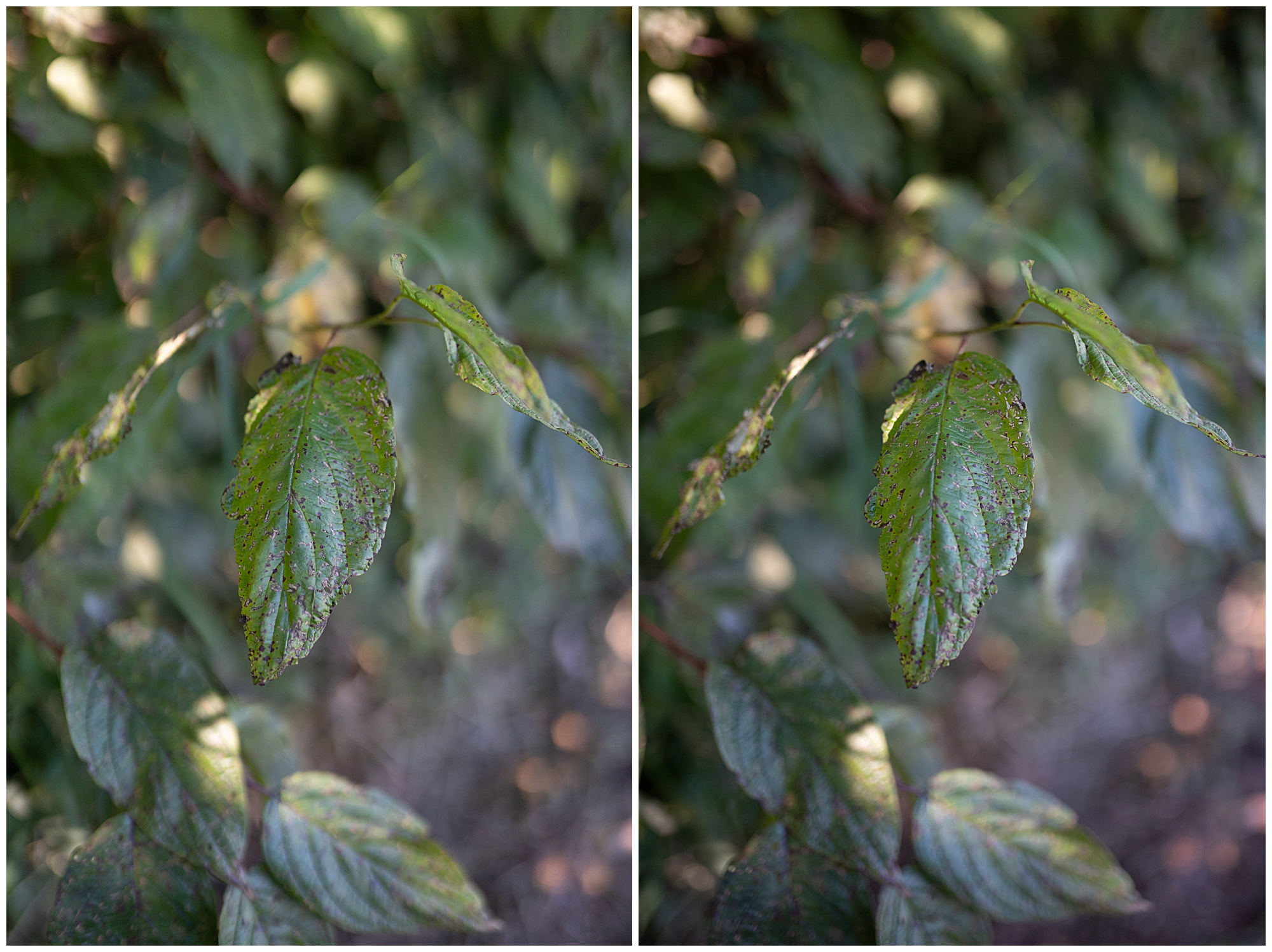 a7iii vs D750 comparison image of two leaves